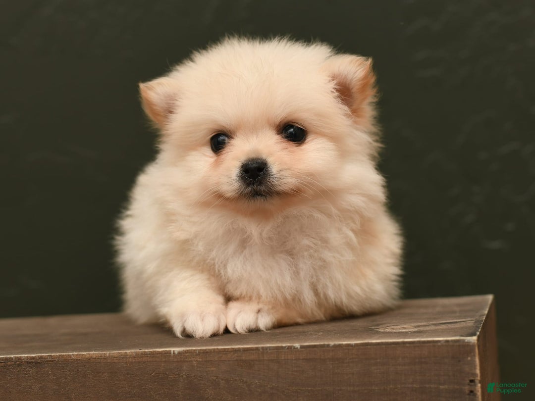 Pomeranian dogs for sale: Mario - Image 1