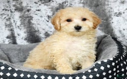 Bichpoo dogs for sale: Kaitlyn - Image 4