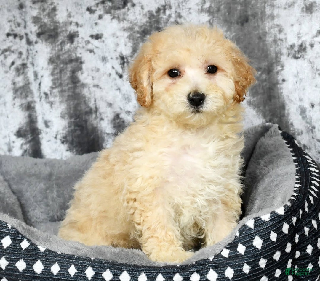 Bichpoo dogs for sale: Kaitlyn - Image 4