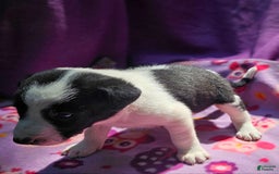 Border Collie dogs for sale: Dolly - Image 7