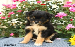 Smooth Fox Terrier dogs for sale: Oreo - Image 3