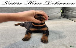 Doberman Pinscher dogs for sale: Orange Collar Female - Image 12