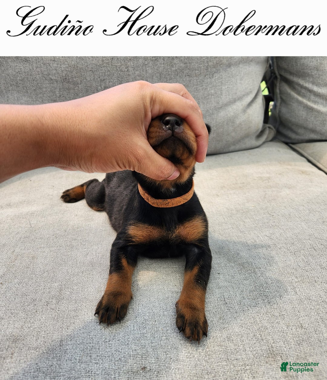 Doberman Pinscher dogs for sale: Orange Collar Female - Image 12