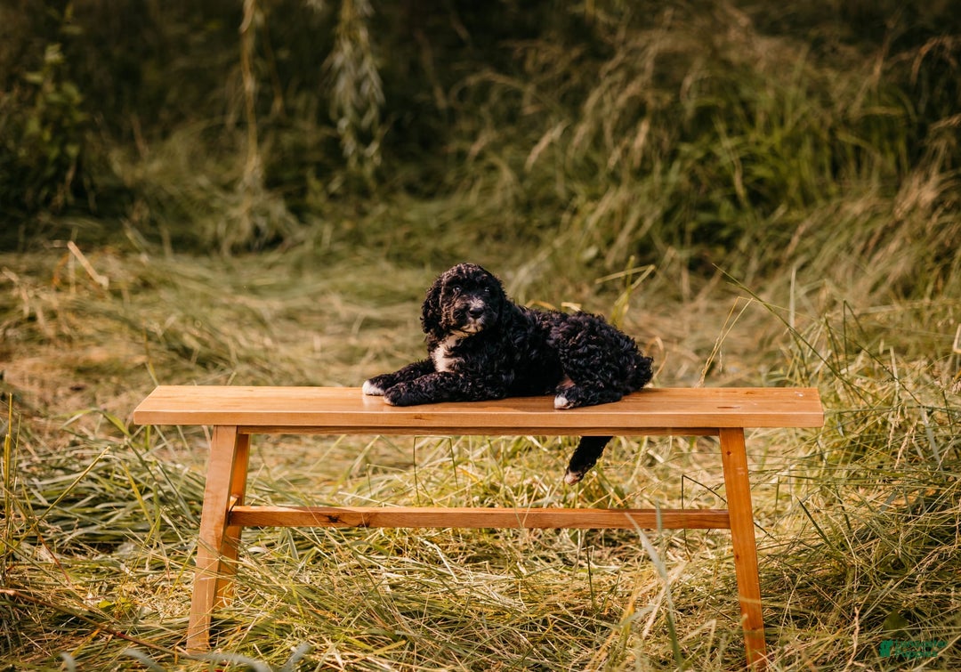 Aussiedoodle dogs for sale: Snape - Listing for pets: Snape, Granger - Image 7