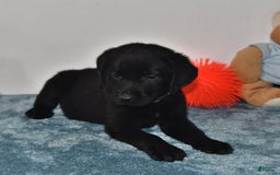 Labrador Retriever dogs for sale: Colt - Image 14