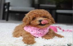 Miniature Poodle dogs for sale: Natasha - Image 14