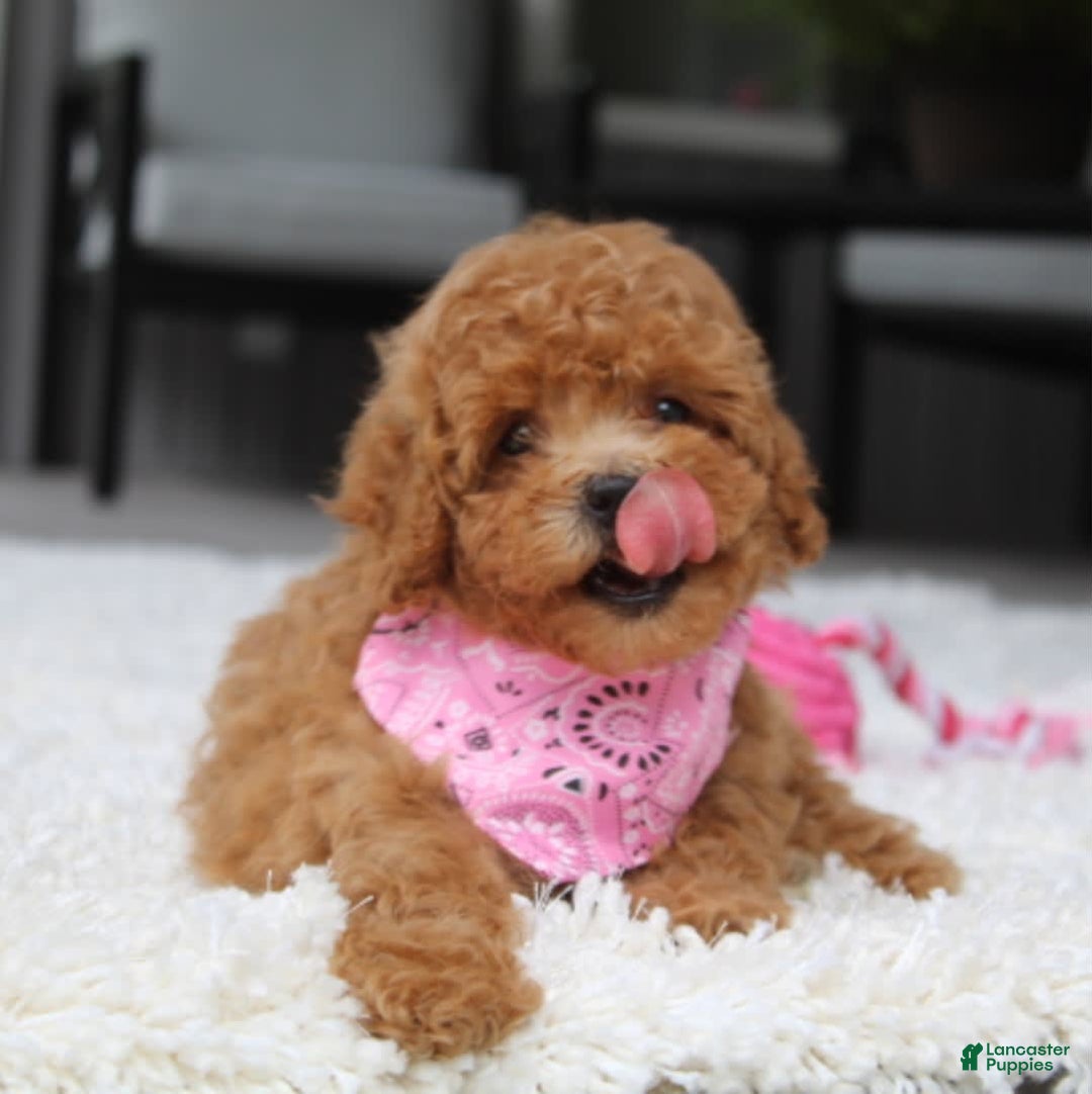 Miniature Poodle dogs for sale: Natasha - Image 14
