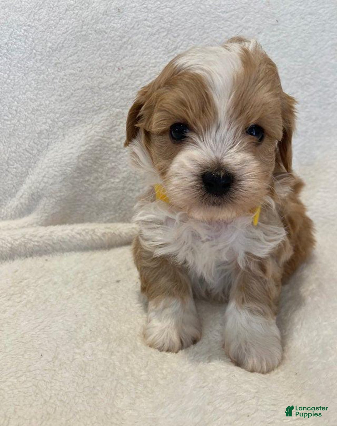 Maltipoo dogs for sale: Jovie - Image 1