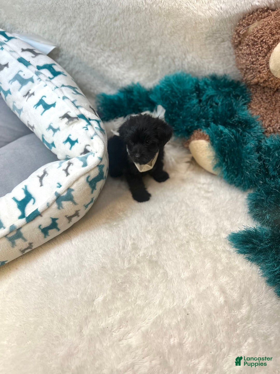 Morkie dogs for sale: Asa - Image 5
