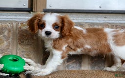 Cavalier King Charles Spaniel dogs for sale: Loki - Image 3