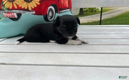 Chihuahua dogs for sale: Lydia - Image 7