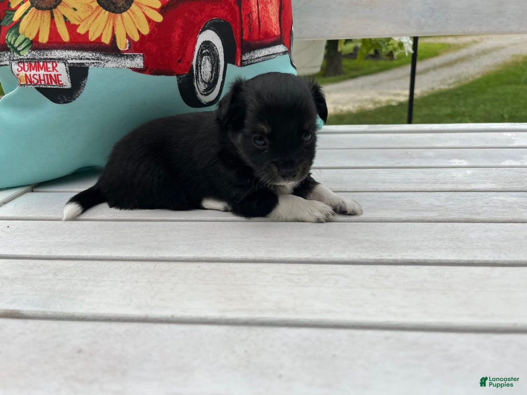 Chihuahua dogs for sale: Lydia - Image 7
