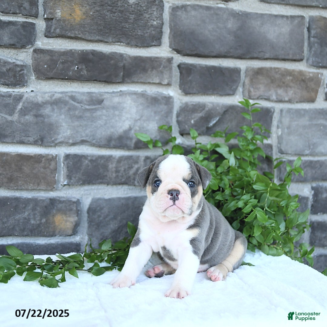 Olde English Bulldogge dogs for sale: Connie - Image 1