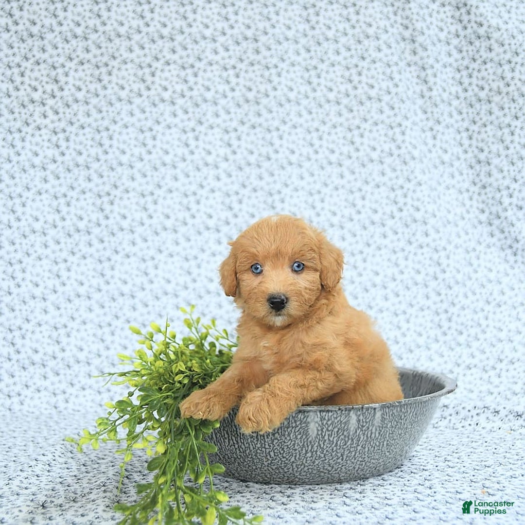 Mini Goldendoodle dogs for sale: Kassia - Image 7