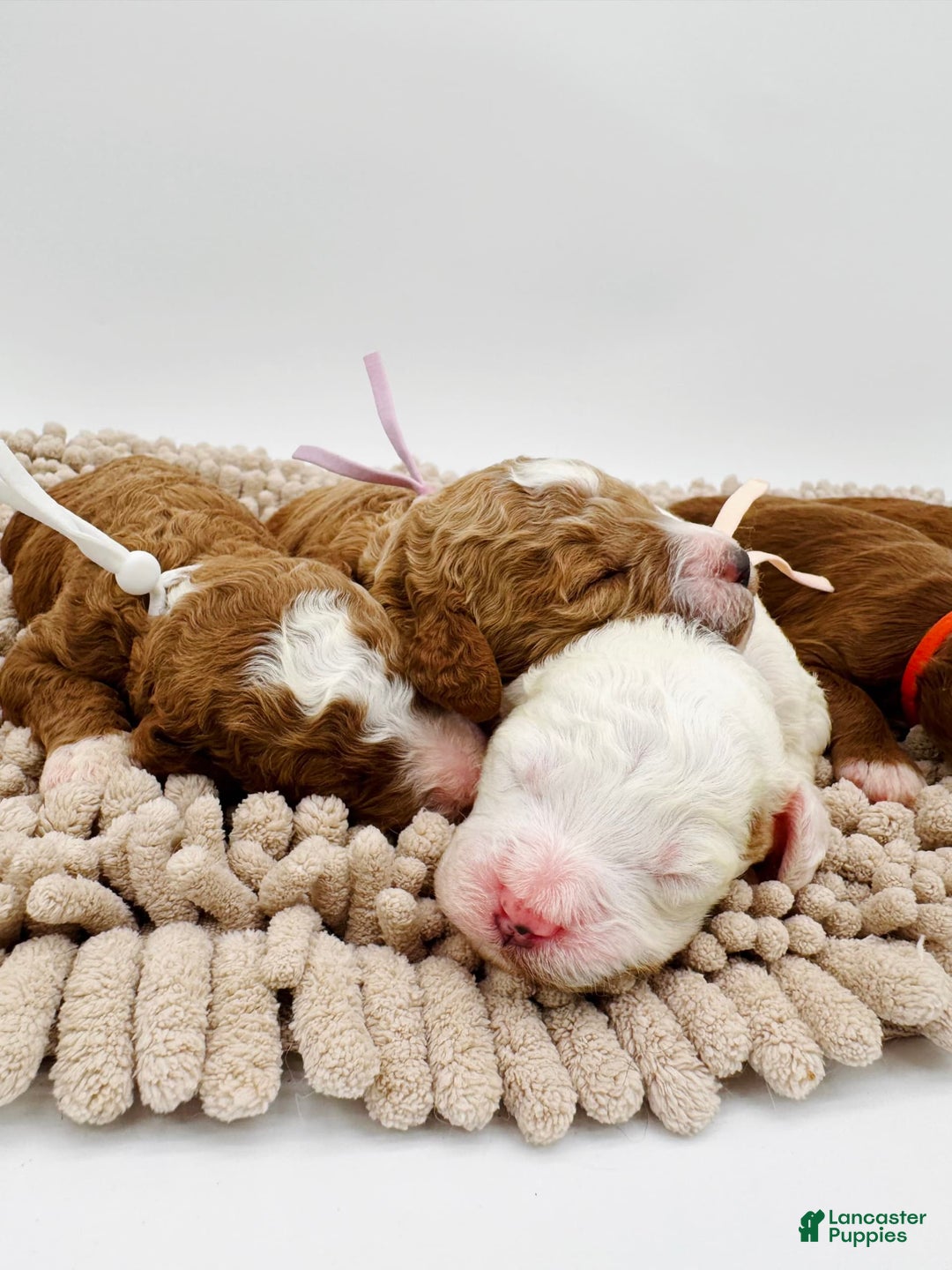 Mini Goldendoodle dogs for sale: Petite Bolt - Image 1