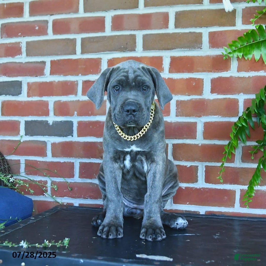 Cane Corso dogs for sale: Lilac - Image 6