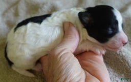 Toy Poodle dogs for sale: Zara Parti Girl - Image 21