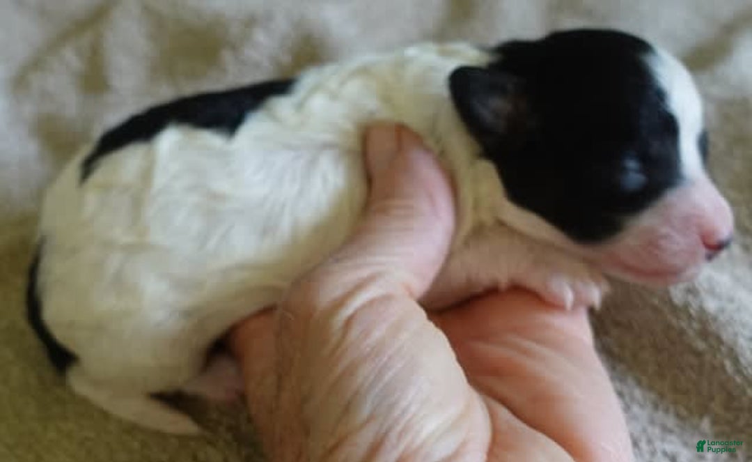 Toy Poodle dogs for sale: Zara Parti Girl - Image 21