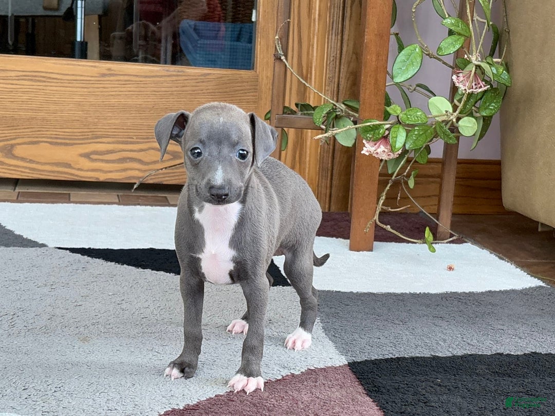 Italian Greyhound dogs for sale: Kk - Image 20