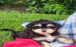 Cavapoo dogs for sale: Bingo - Image 5