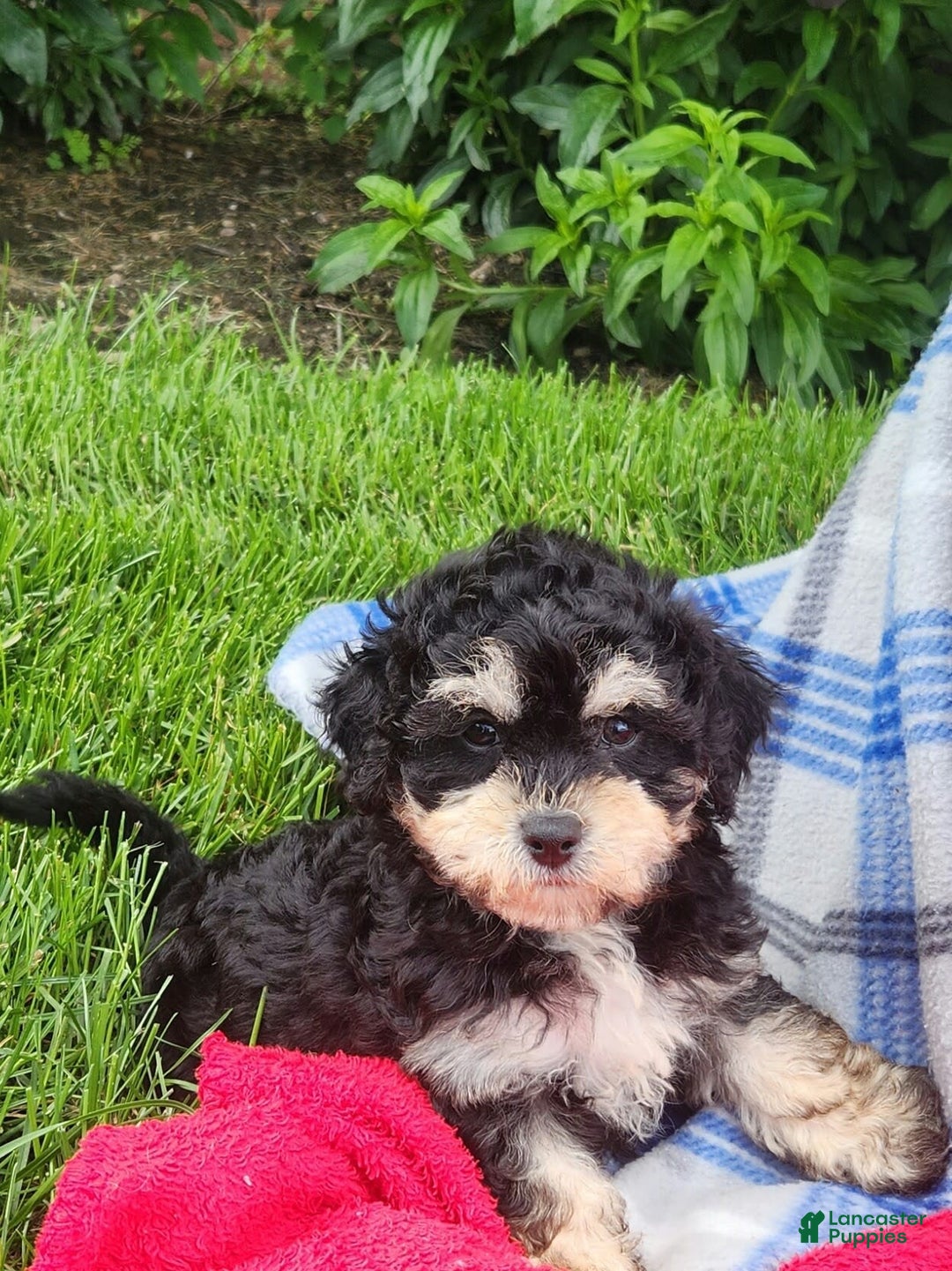 Cavapoo dogs for sale: Bingo - Image 5