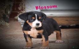 Greater Swiss Mountain Dog dogs for sale: Blossom - Image 2