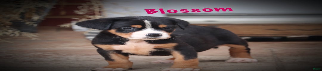 Blossom