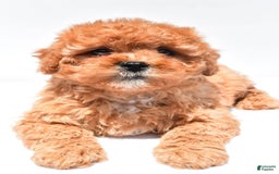 Cavapoo dogs for sale: Riley - Image 11