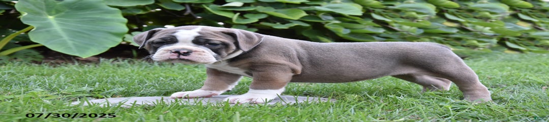 Piper