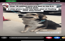 German Shepherd dogs for sale: Fattie - Image 1