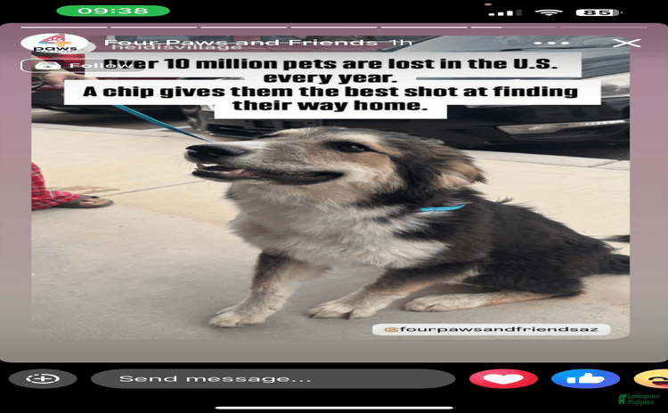 German Shepherd dogs for sale - Ad 1