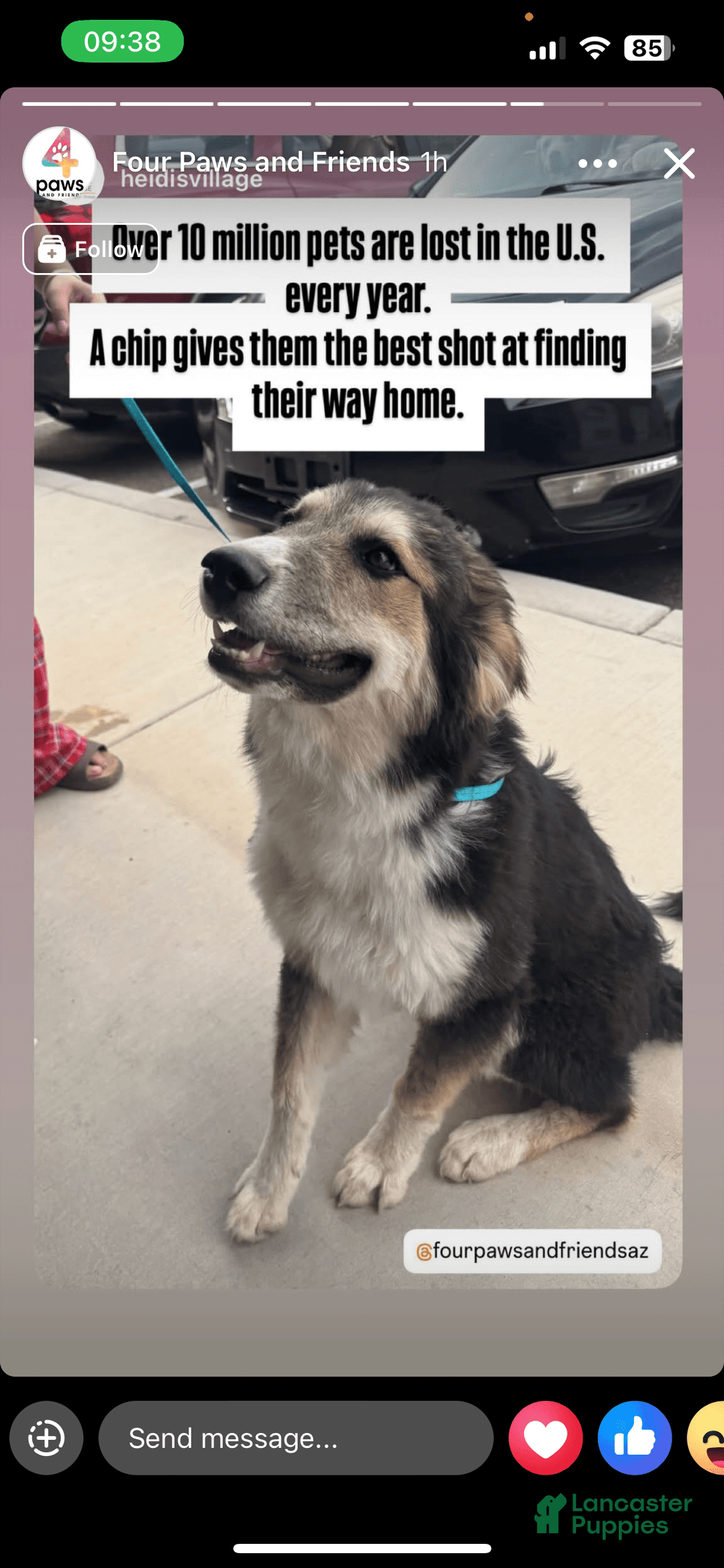 German Shepherd dogs for sale: Fattie - Image 1