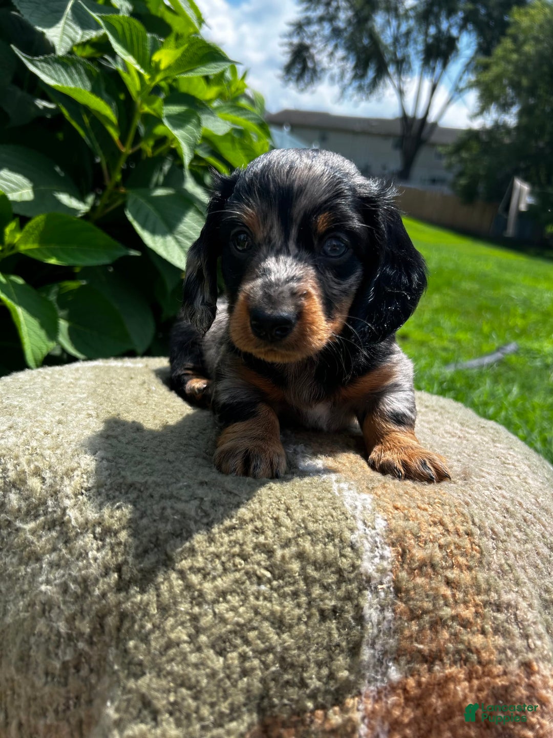 Dachshund dogs for sale: Ajax - Image 3