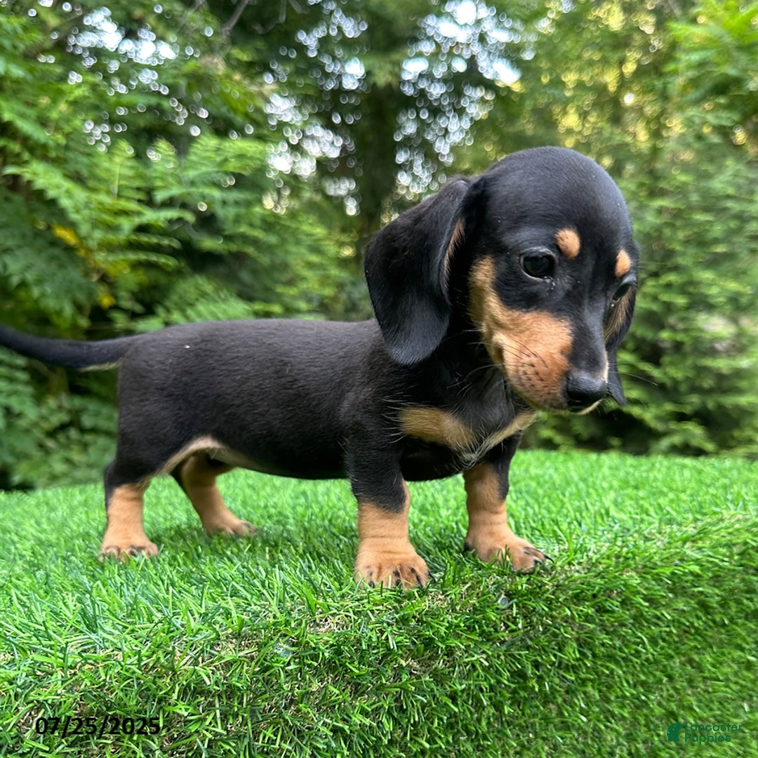 Miniature Dachshund dogs for sale: Miniature Dachshund 5 puppies - Image 3
