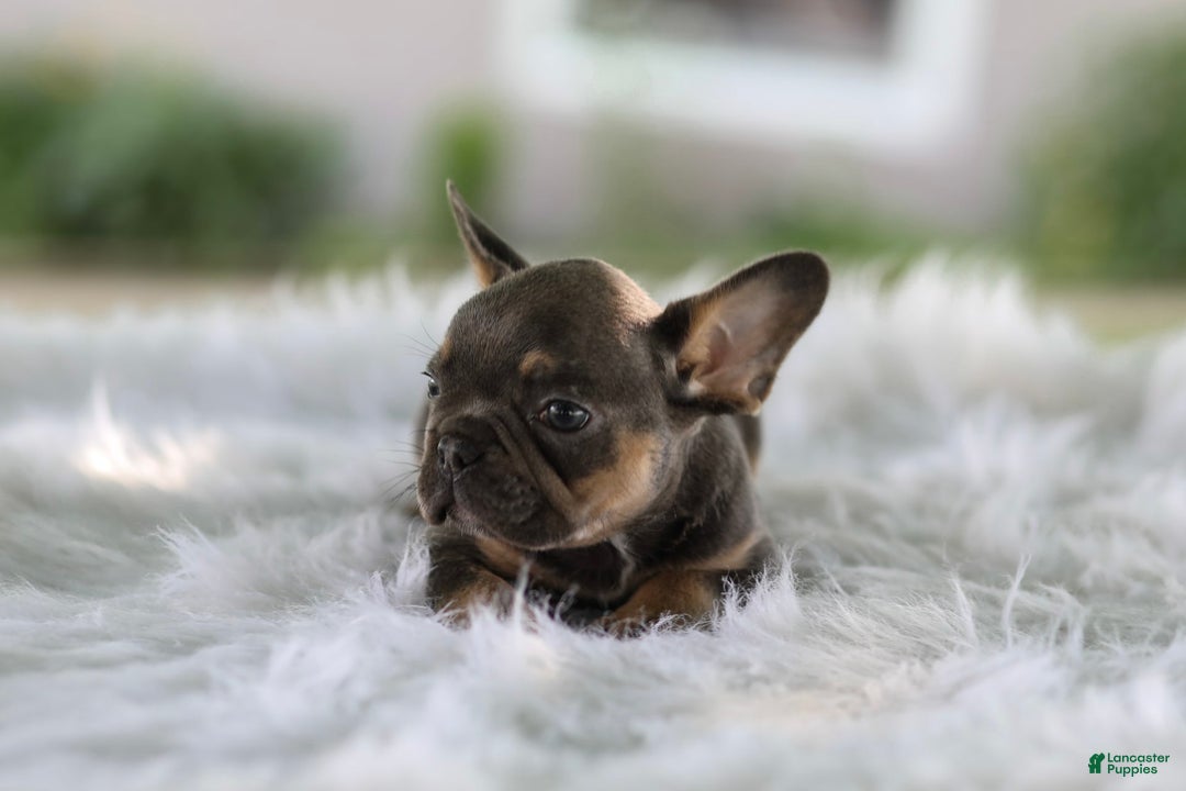 French Bulldog dogs for sale: Leo - Image 4