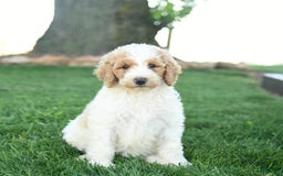 Standard Poodle dogs for sale: Clementine - Image 1