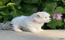 Coton De Tulear dogs for sale: Pearl - Image 9
