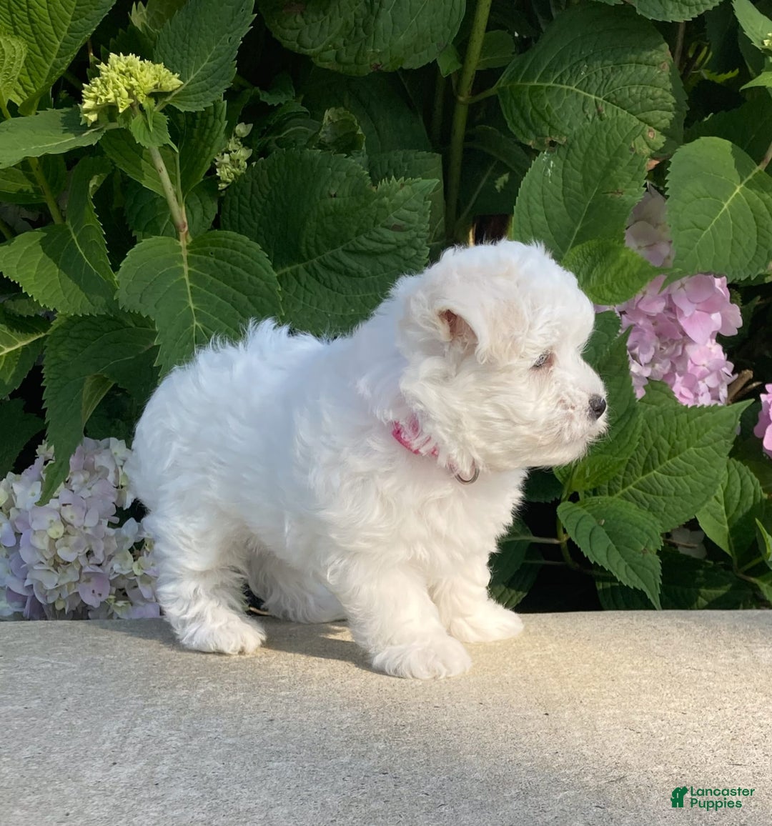 Coton De Tulear dogs for sale: Pearl - Image 9