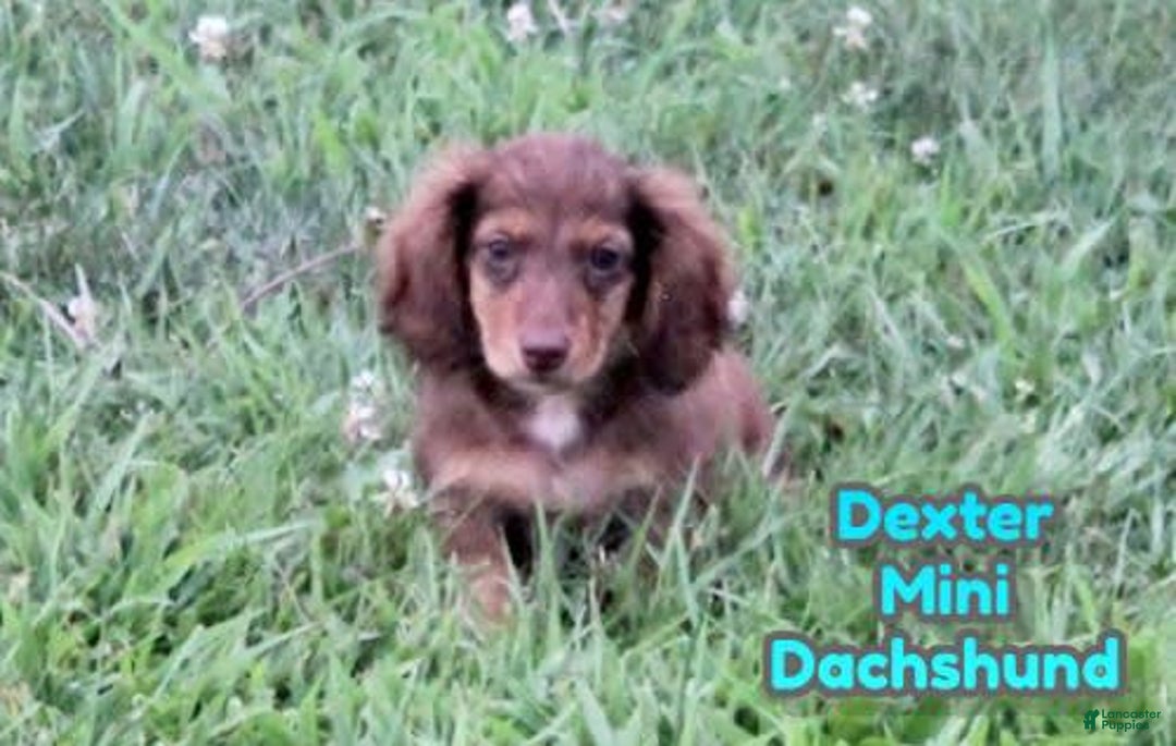 Miniature Dachshund dogs for sale: Dexter - Image 10
