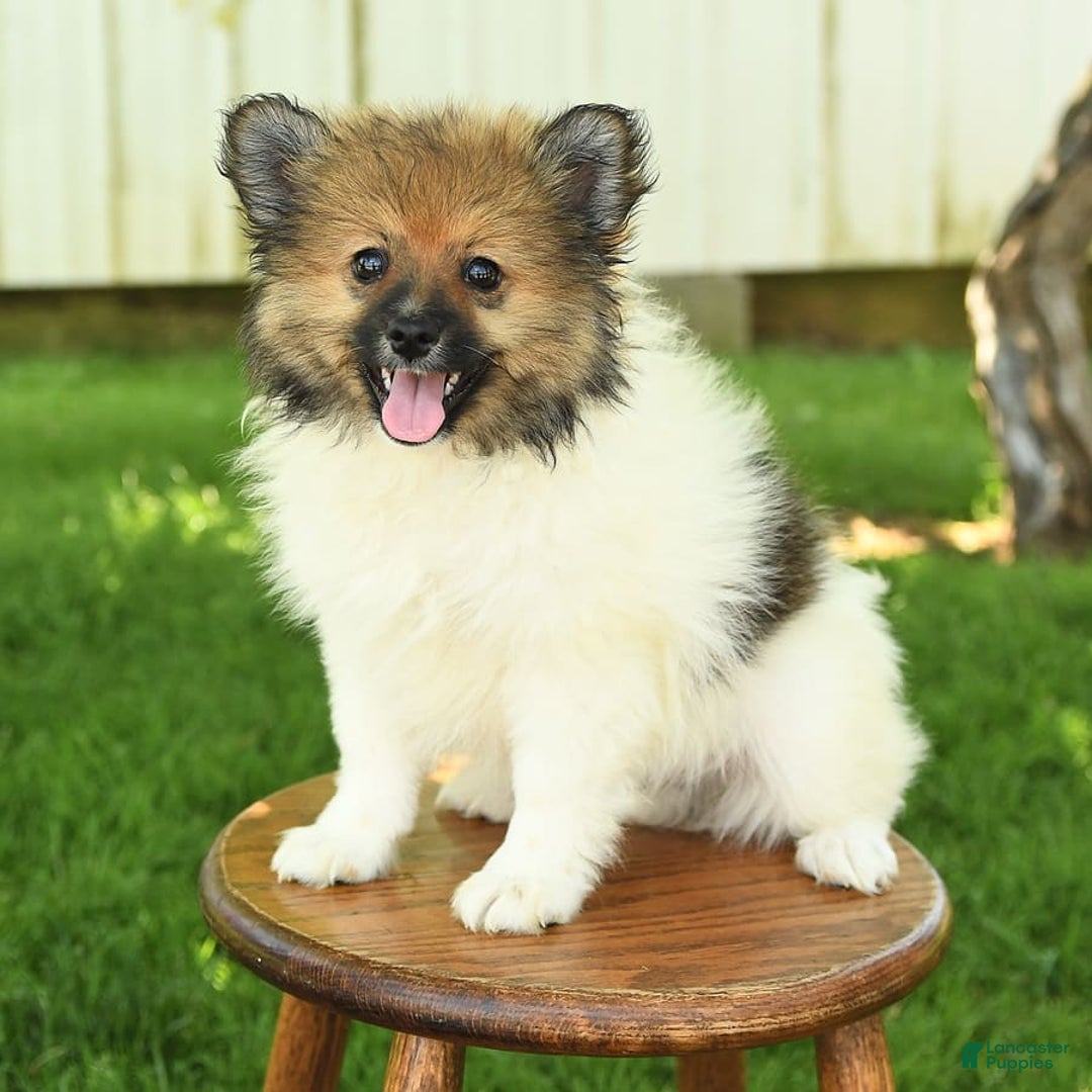 Pomeranian dogs for sale: Jimmy - Image 9