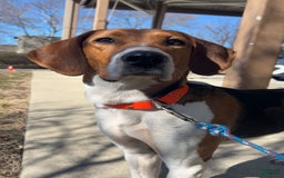 Walker Hound dogs for sale: Yellow - Image 4