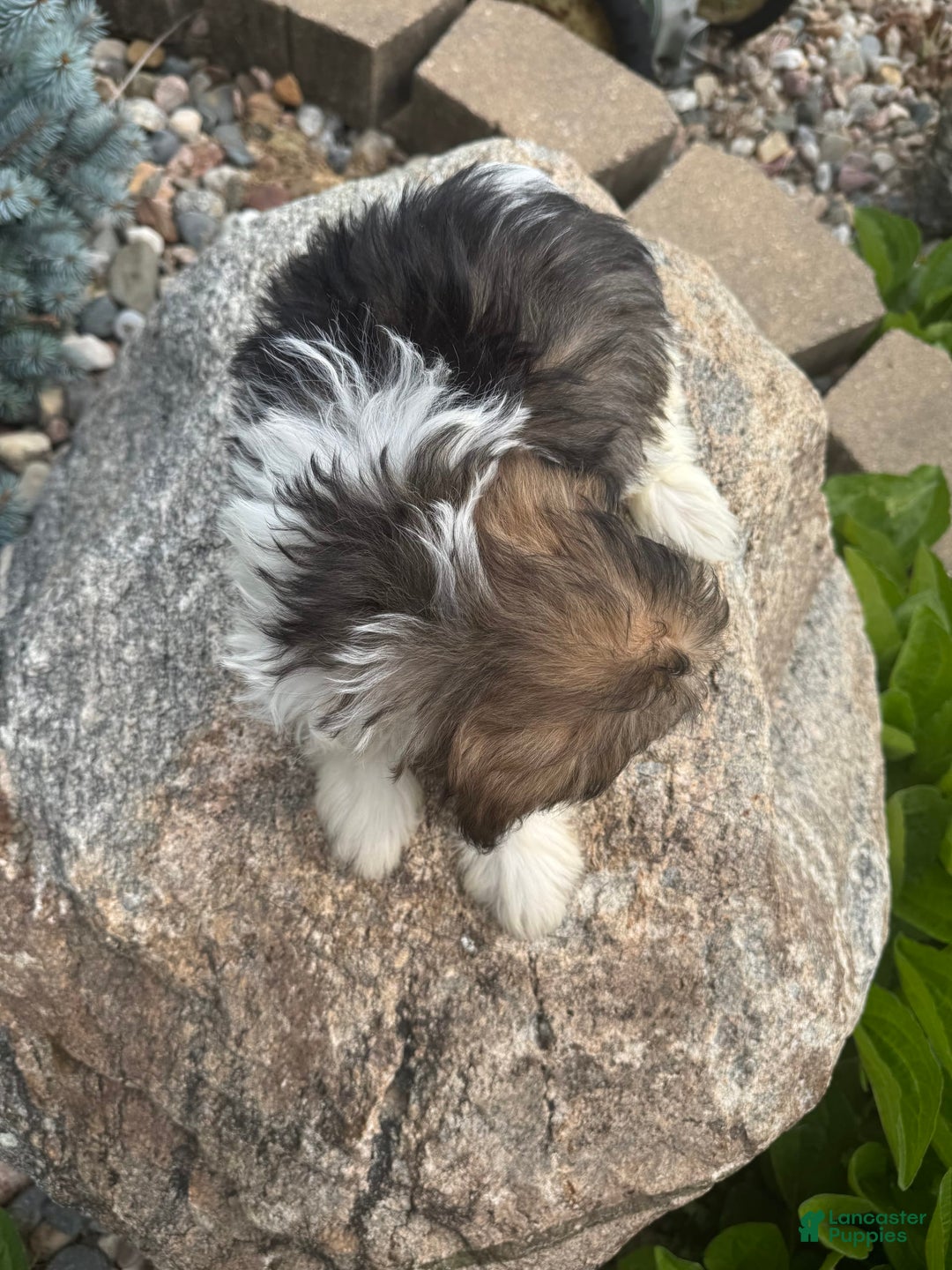 Havanese dogs for sale: Phoneix - Image 3