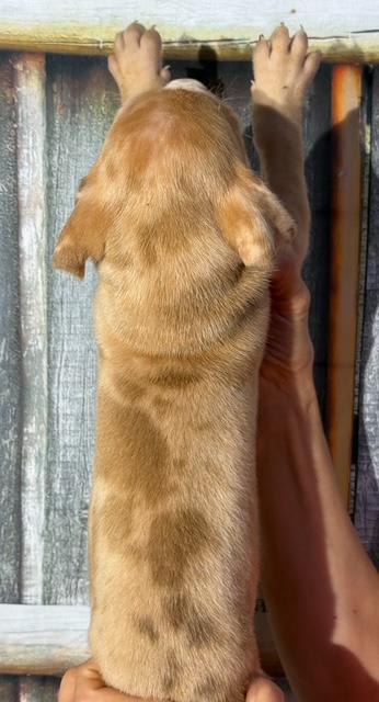 Great Dane dogs for sale: Hunter - Fawn Merle - Image 3