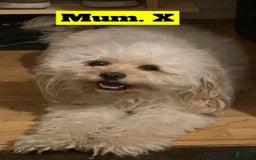 Cavapoo dogs for sale: Hans - Image 4