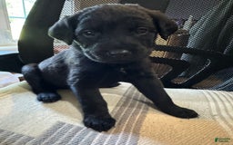 Cane Corso dogs for sale: Cookie - Image 1