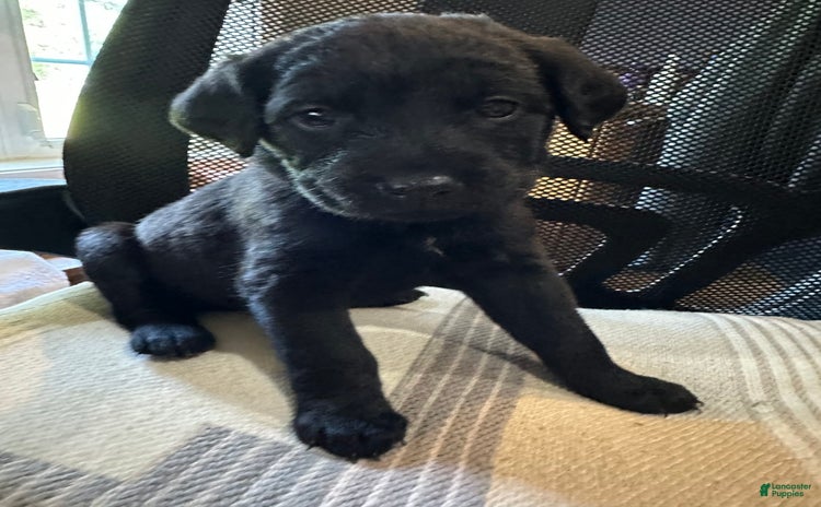 Cane Corso dogs - Advert 25