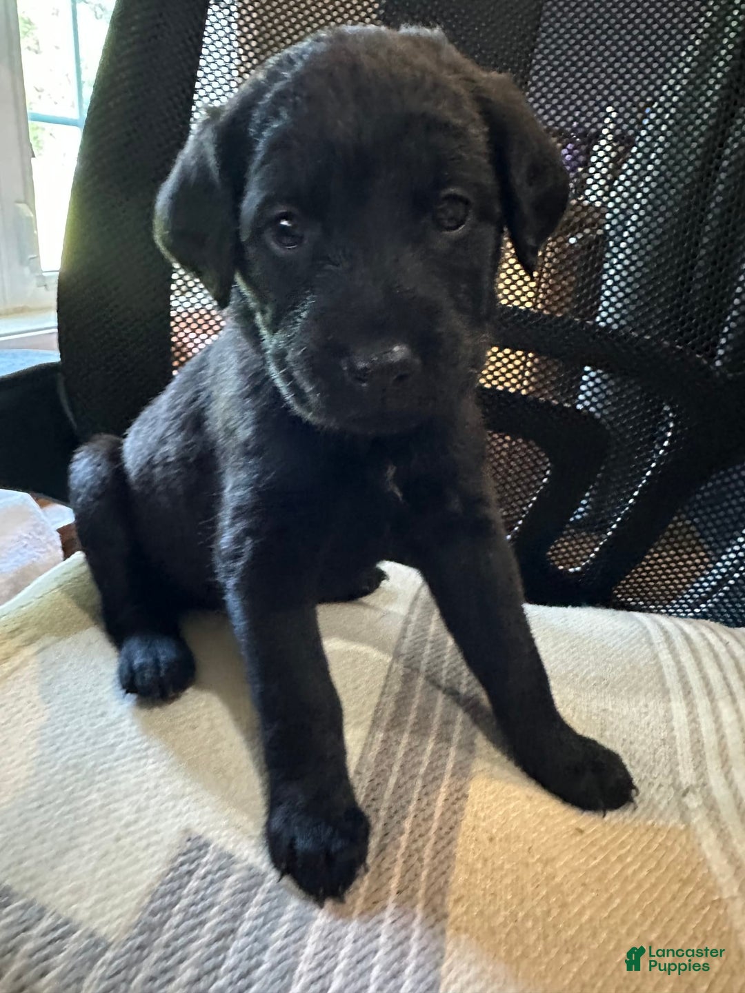 Cane Corso dogs for sale: Cookie - Image 1