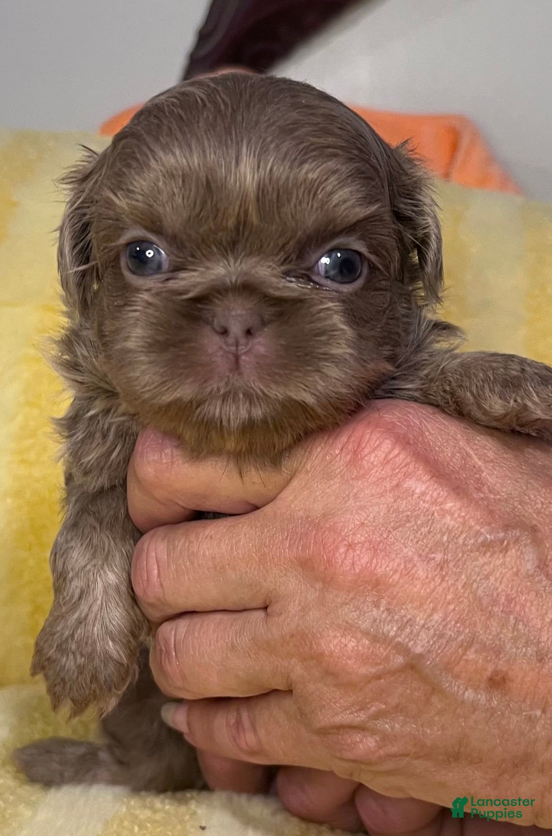 Shih Tzu dogs for sale: Bubbles - Image 2