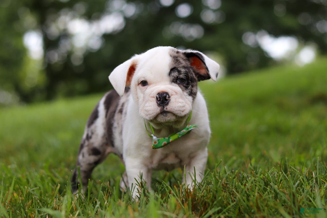 Beabull dogs for sale: Chip - Image 2