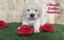 Golden Retriever dogs for sale: Chevelle - Image 1